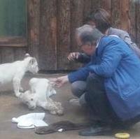 Bild vergrößern:Ministerpräsident Dr. Reiner Haseloff und seine Gattin auf Tuchfühlung mit dem Löwennachwuchs im Zoo Magdeburg