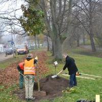 Bild vergrößern:Stadtrat Reinhard Stern (r.) pflanzte seinen 10. Baum im Rahmen der Reihe 